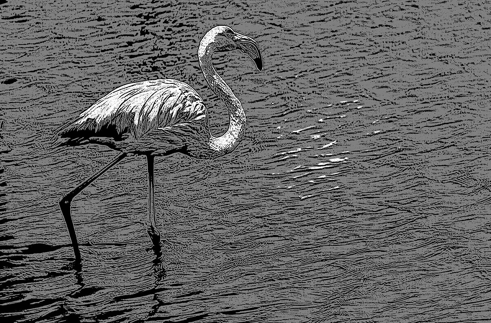 flamingo©stephanebonnard