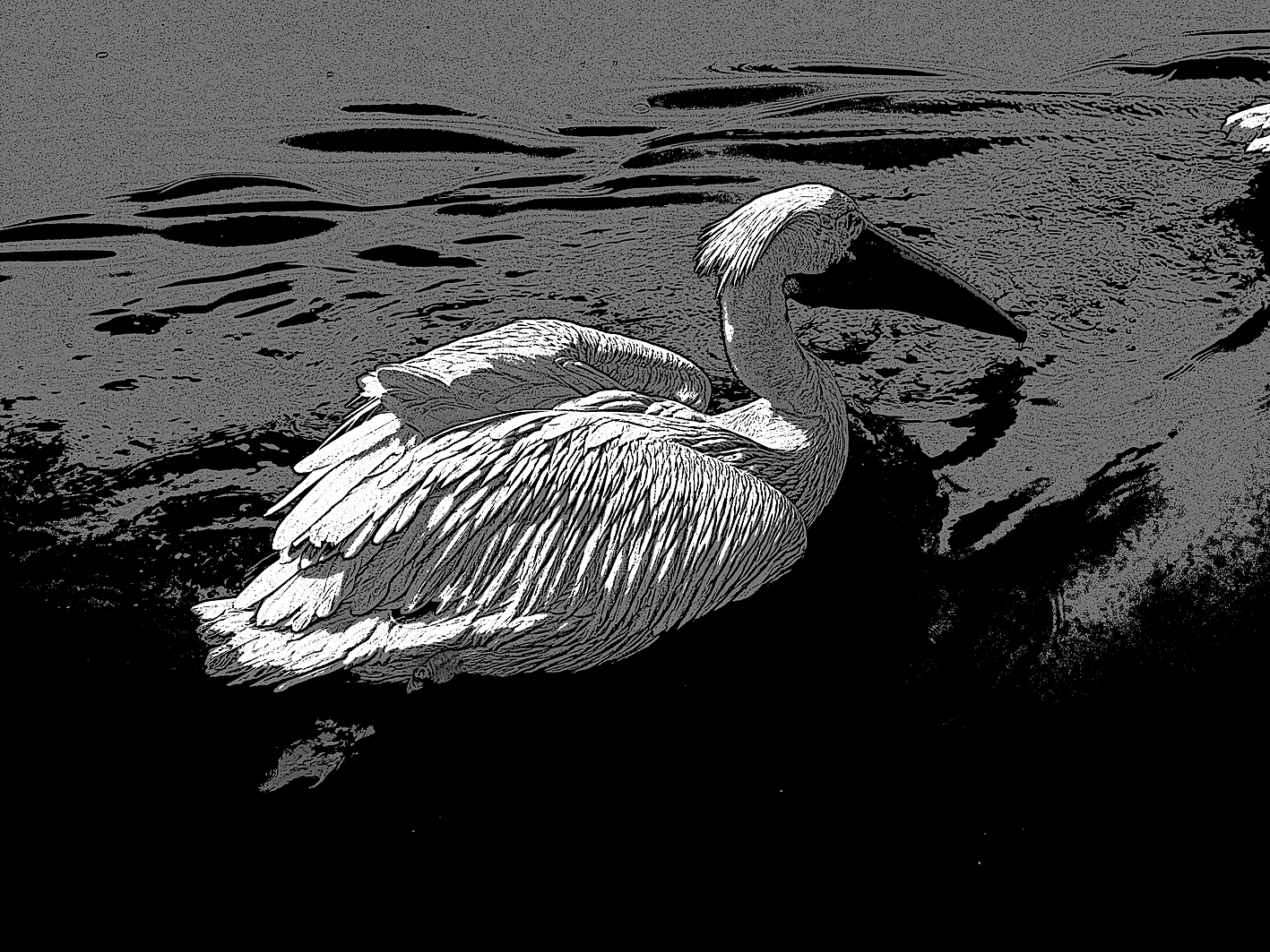 pelican 01©stephanebonnard